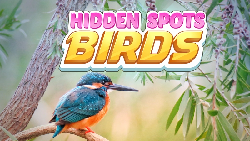 Hidden Spots - Birds game